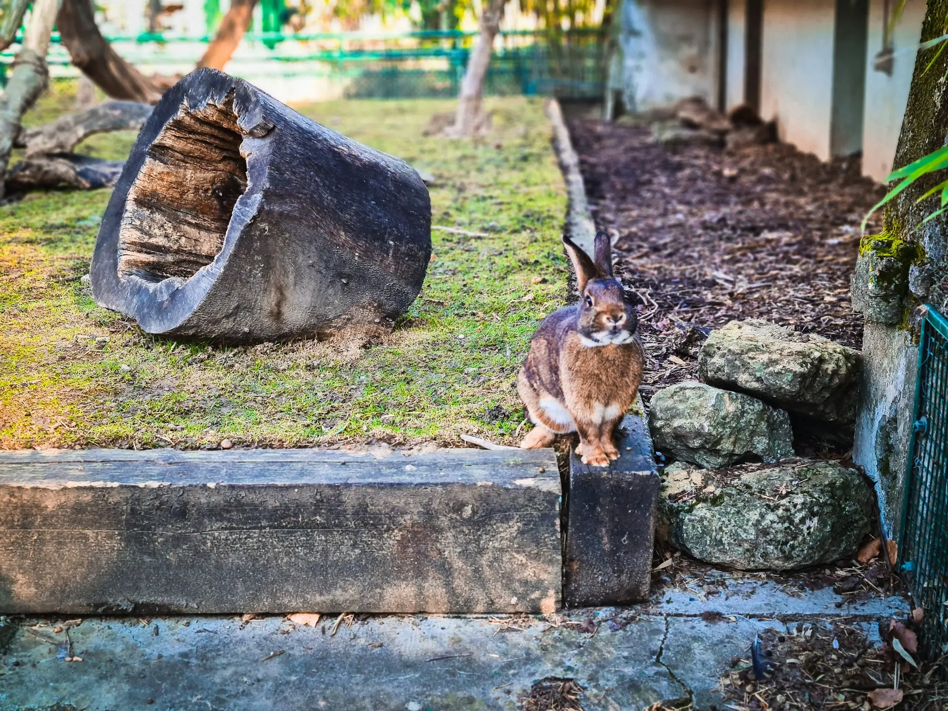 a cat sitting on the ground next to a tree stump