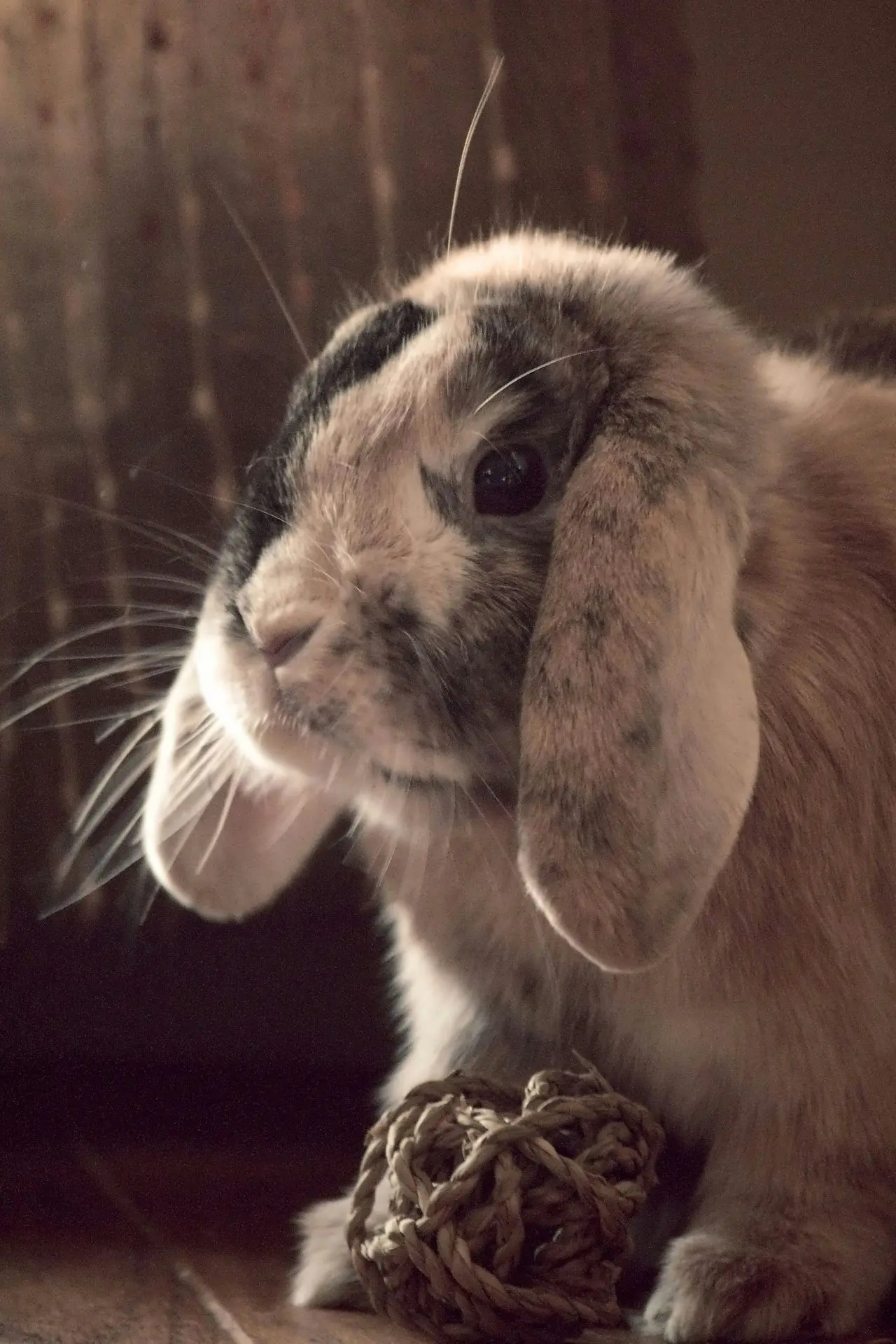 A rabbit sitting on the floor next to a ball of yarn