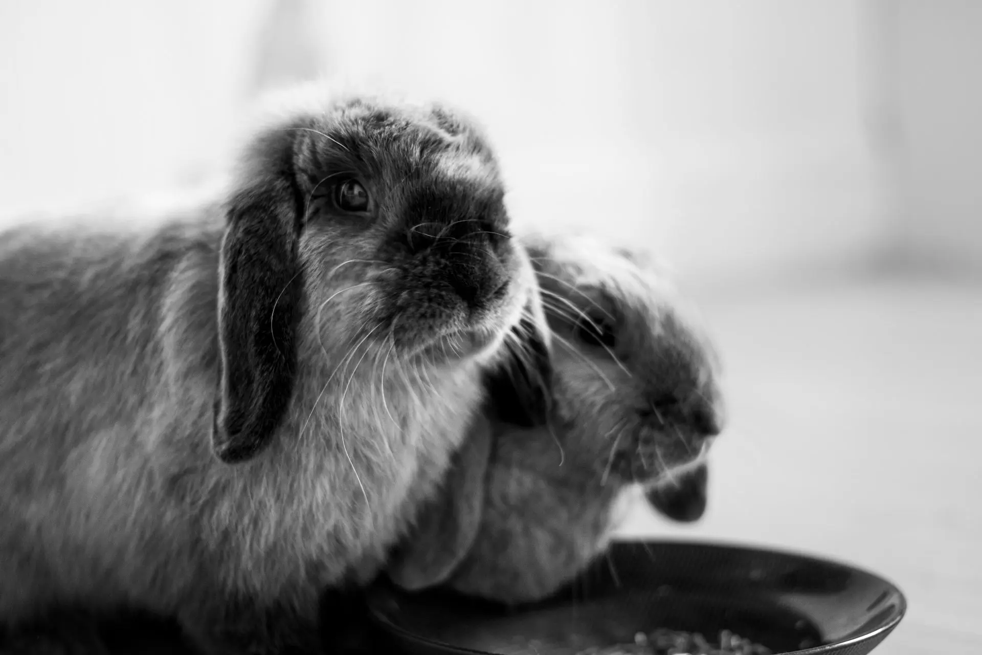 A rabbit eating food out of a bowl