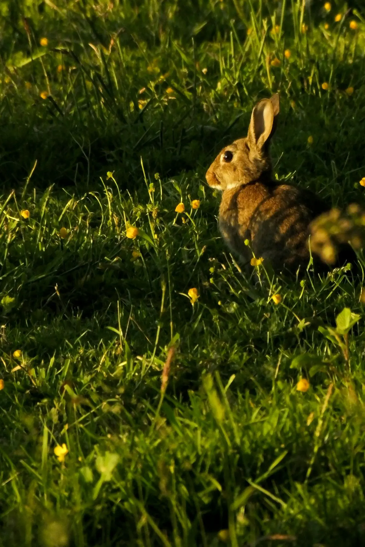 brown rabbit on green grass field during daytime