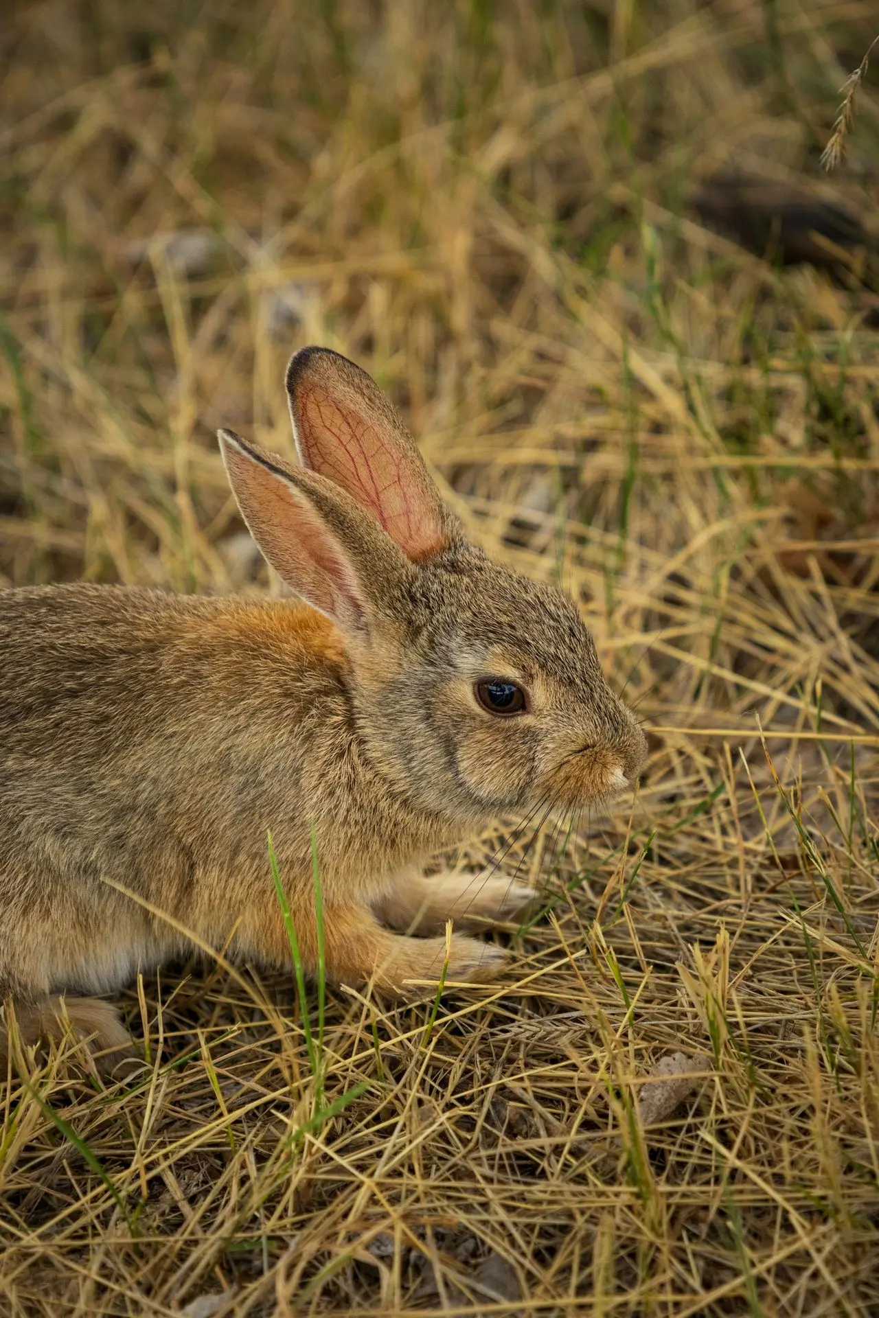 A small rabbit sitting in the grass