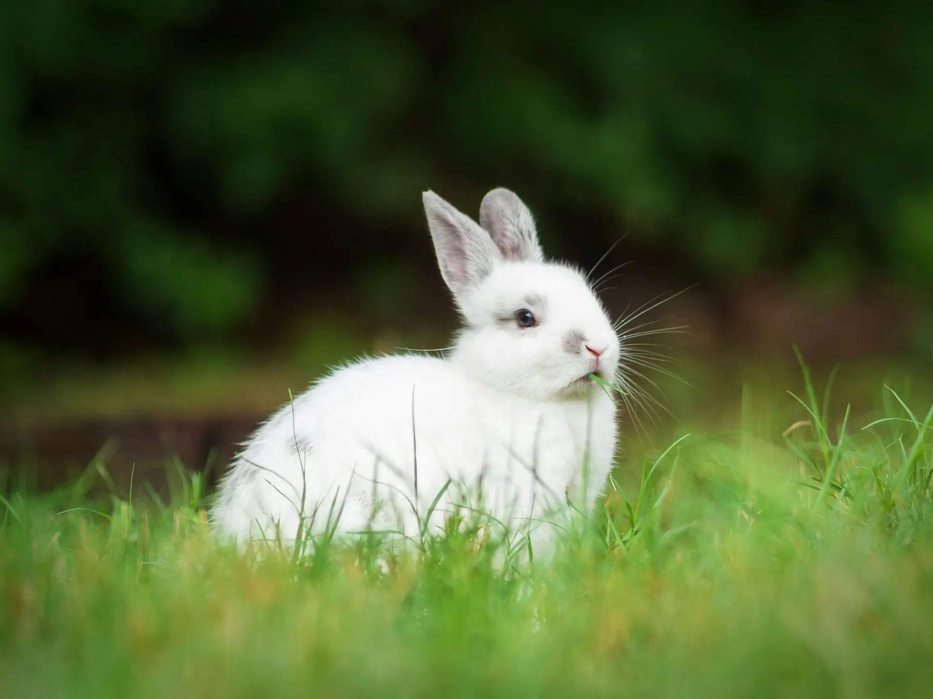white rabbit on green grass during daytime