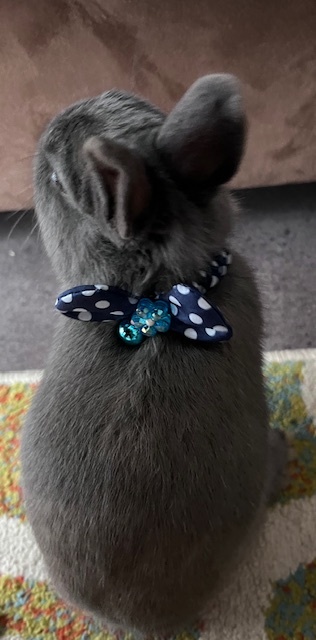 Collier nœud papillon pour lapin